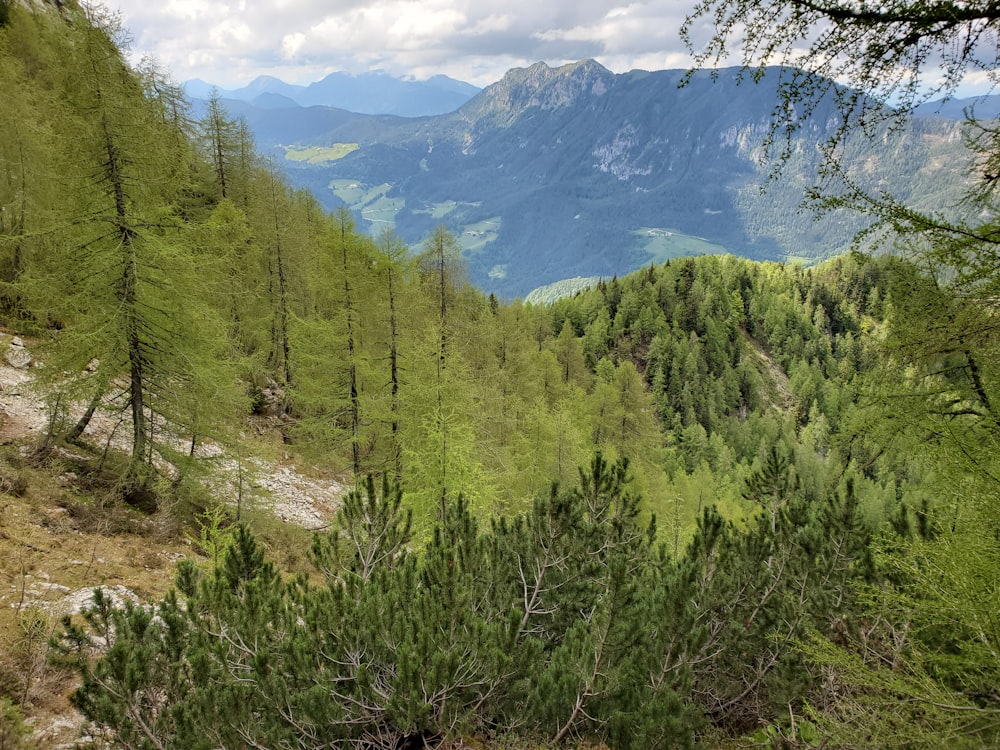 green trees on mountain under blue sky during daytime