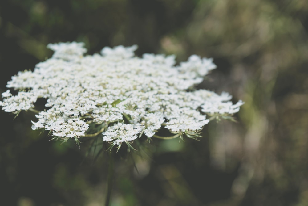 white flowers in tilt shift lens