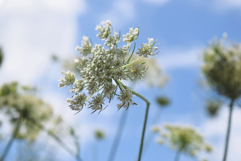 white flower in tilt shift lens