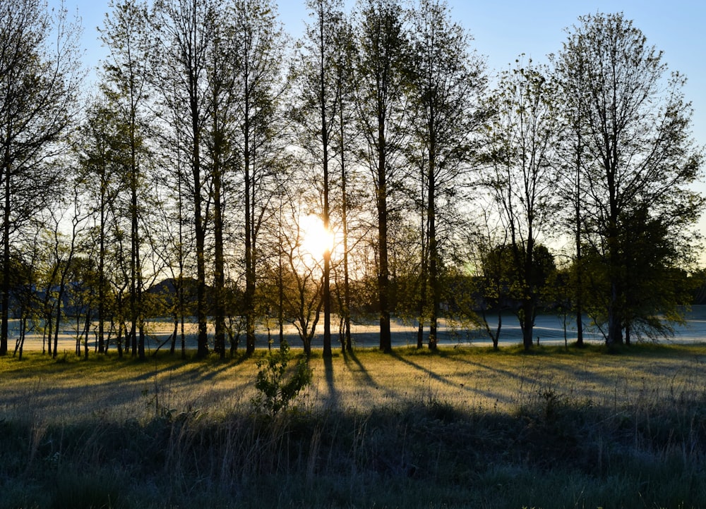 green grass field with trees during daytime