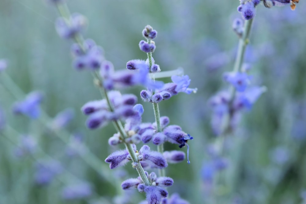 purple flower buds in tilt shift lens