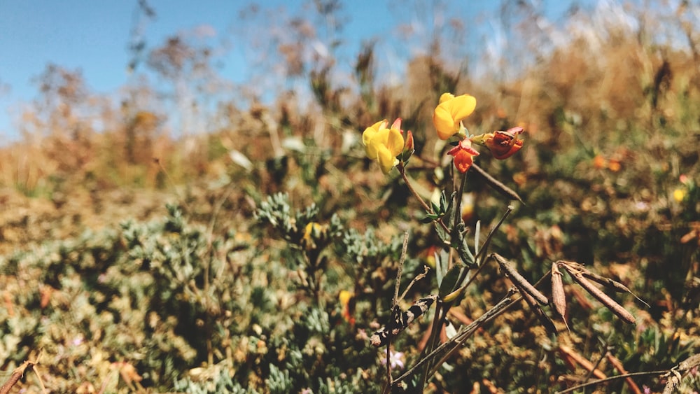 yellow flower in tilt shift lens