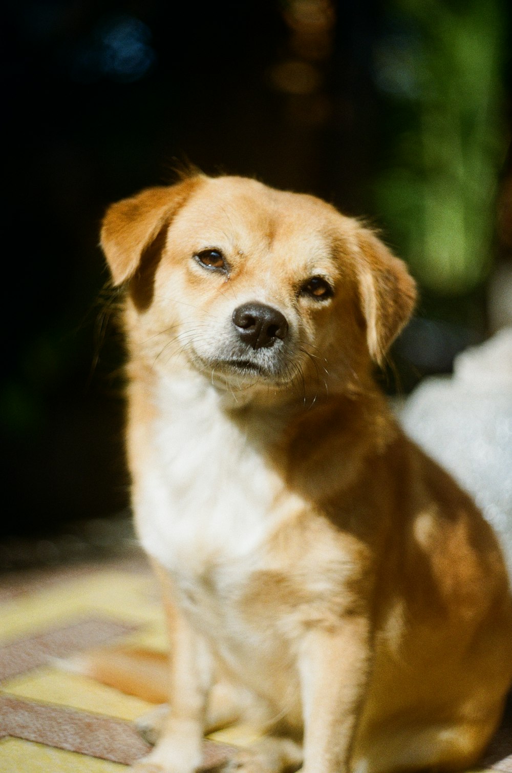 brown and white short coated medium sized dog