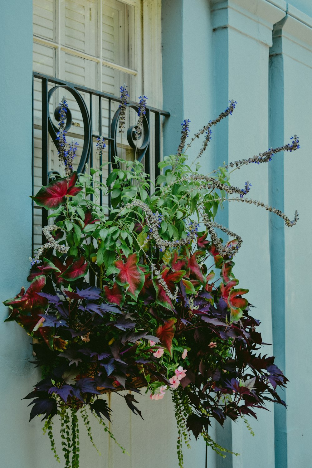 red and green plant on white wall