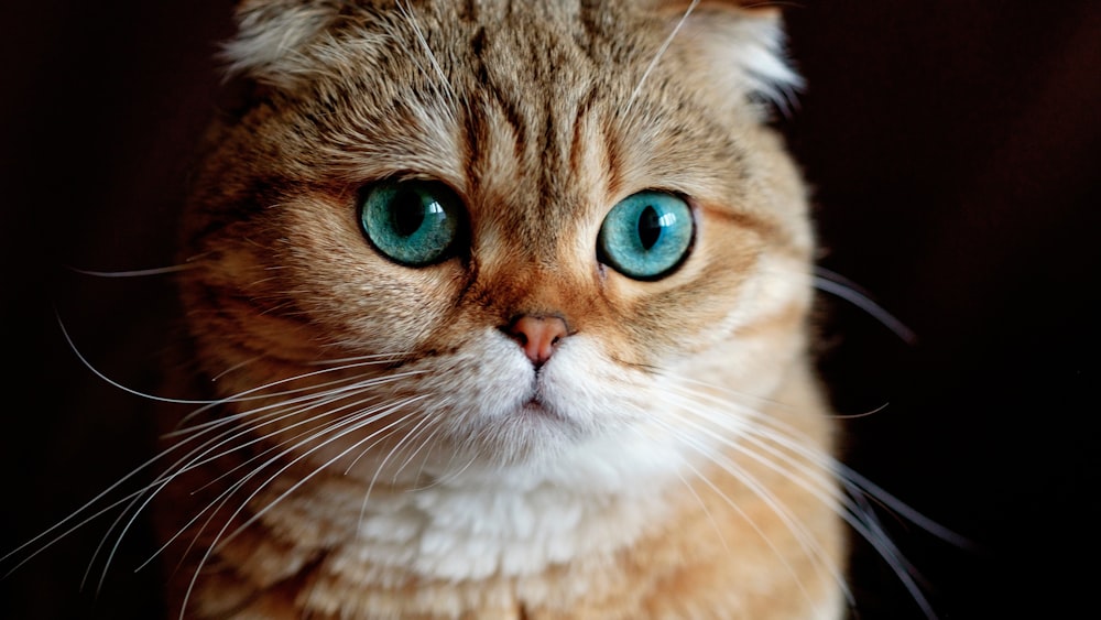 brown and white tabby cat