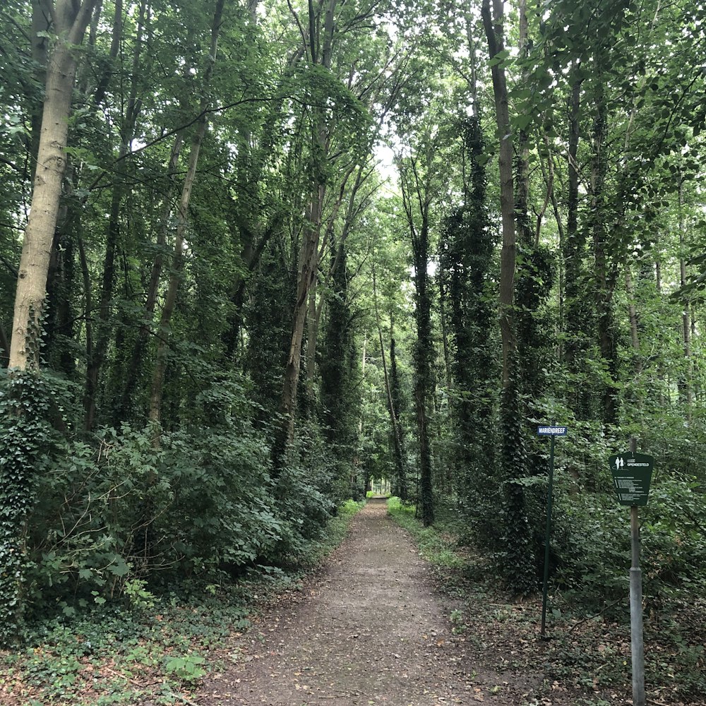 pathway between green trees during daytime