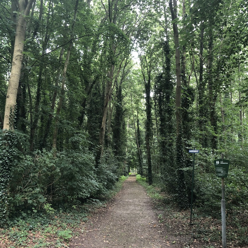 昼間の緑の木々の間の小道