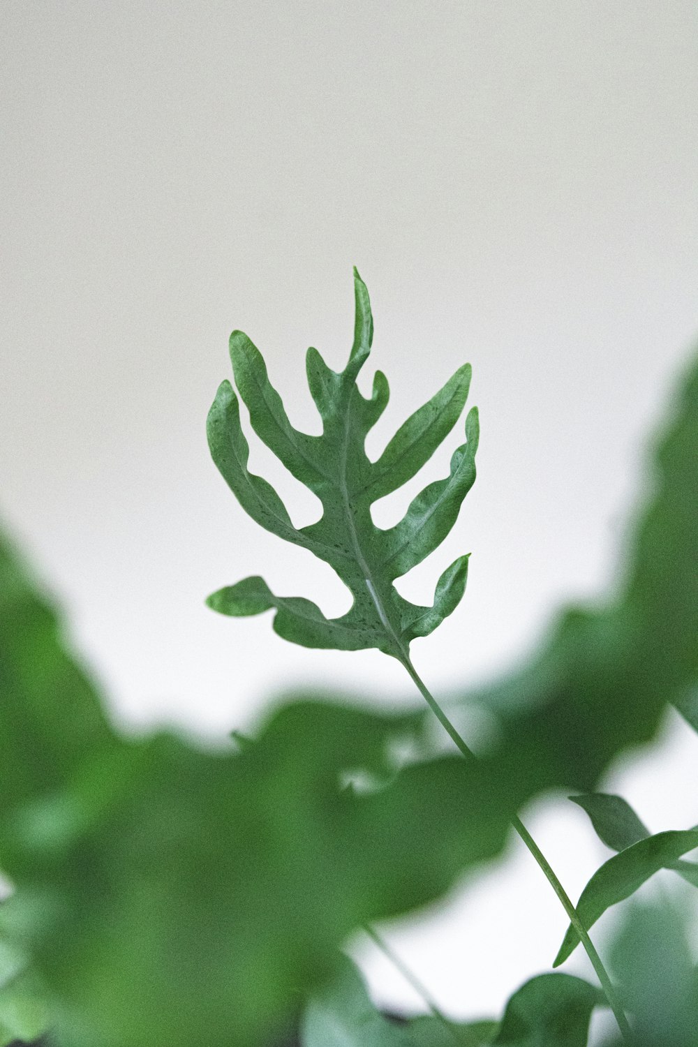 green leaf in close up photography