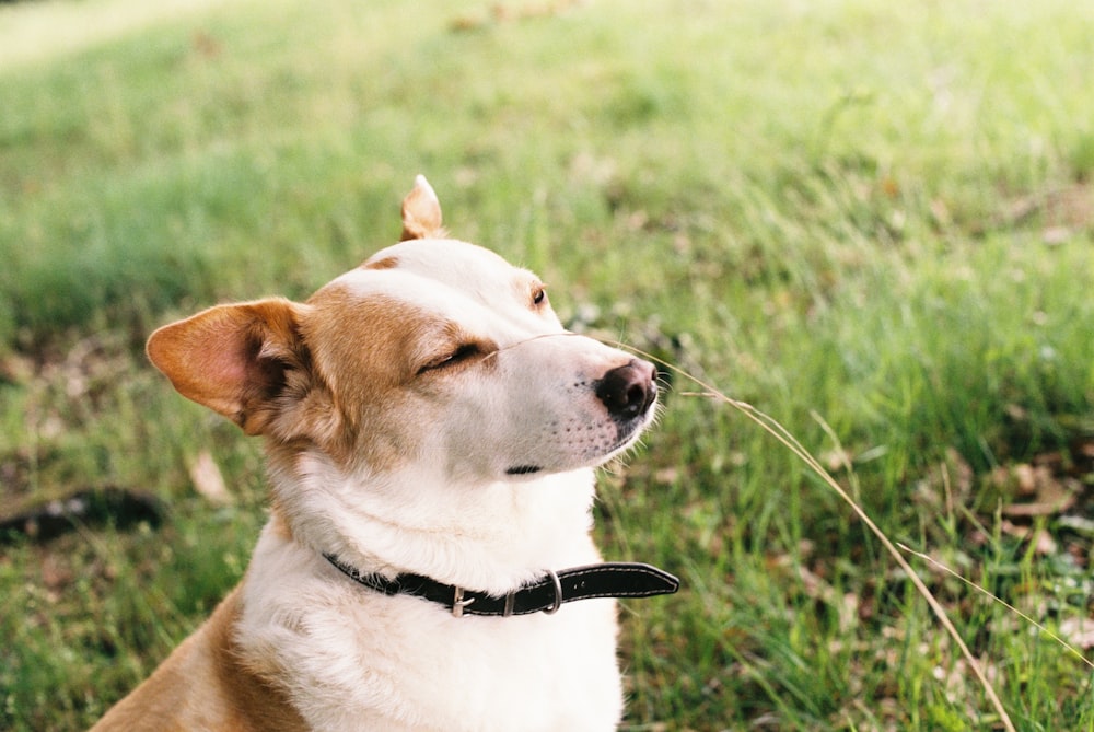 cão branco e marrom de pelagem curta no campo de grama verde durante o dia
