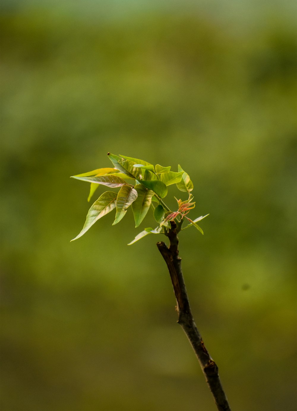 green and white dragonfly perched on brown stem in close up photography during daytime