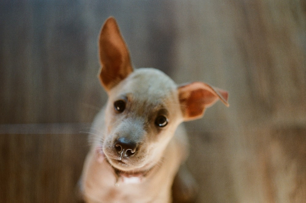 brown chihuahua puppy on focus photo