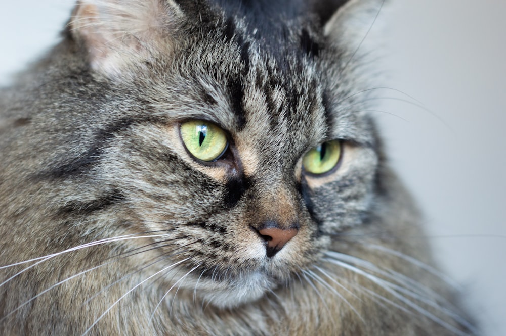 brown tabby cat in close up photography