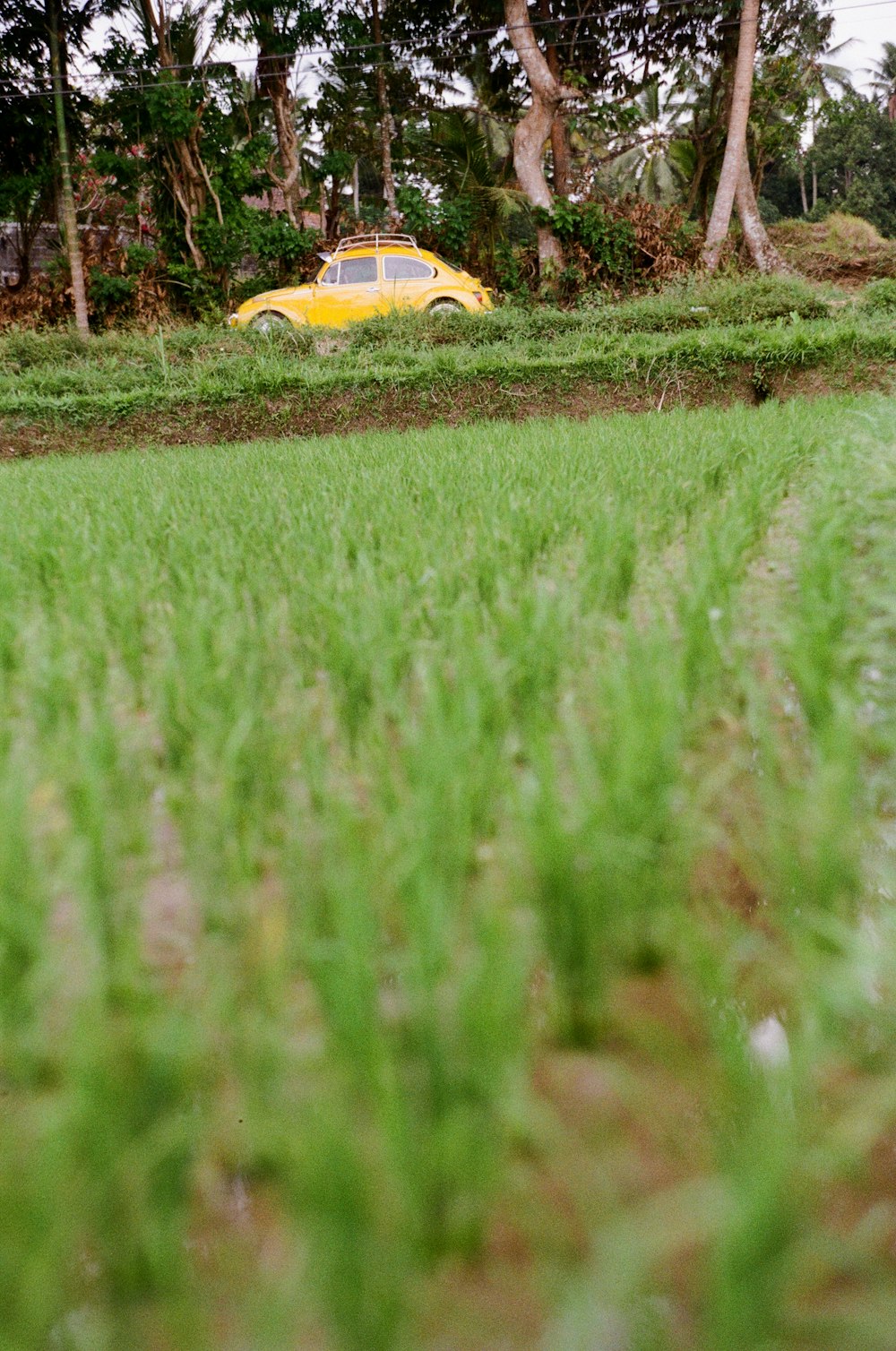 yellow car on green grass field during daytime