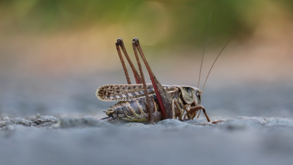 Saltamontes marrón sobre superficie blanca