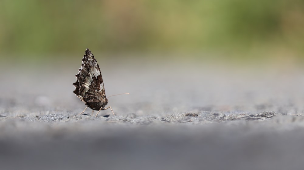 black and white butterfly on white snow during daytime