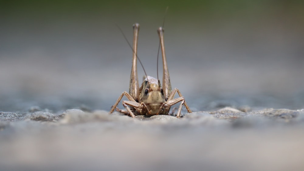 brown and black grasshopper on white snow