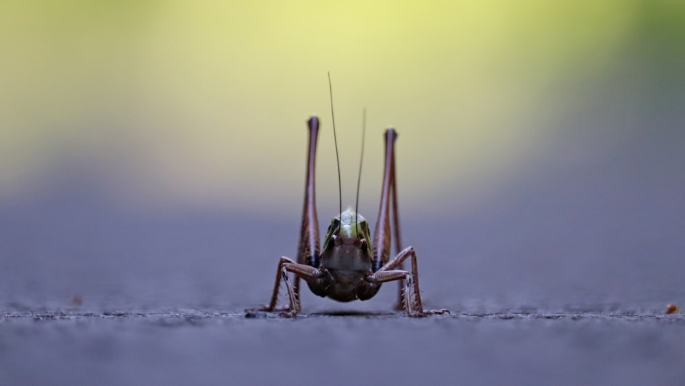 green grasshopper on gray surface