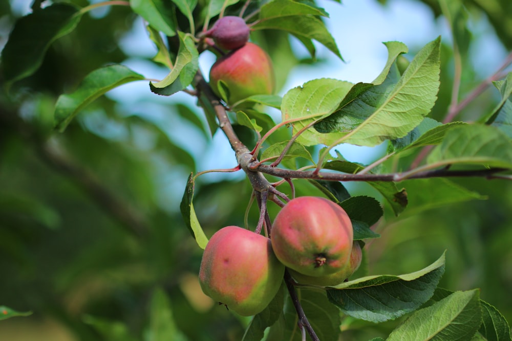 red apple fruit on tree branch