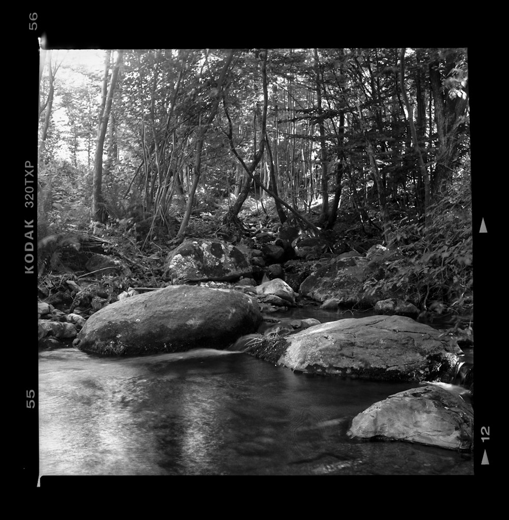 Foto en escala de grises del río en el bosque