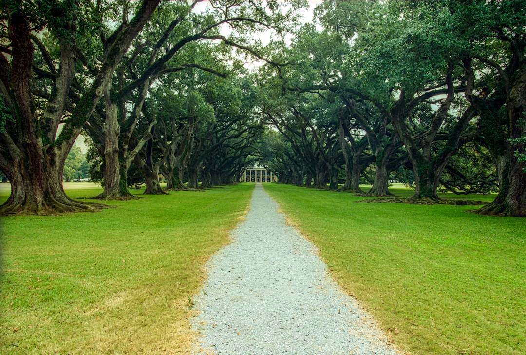 green grass field with trees