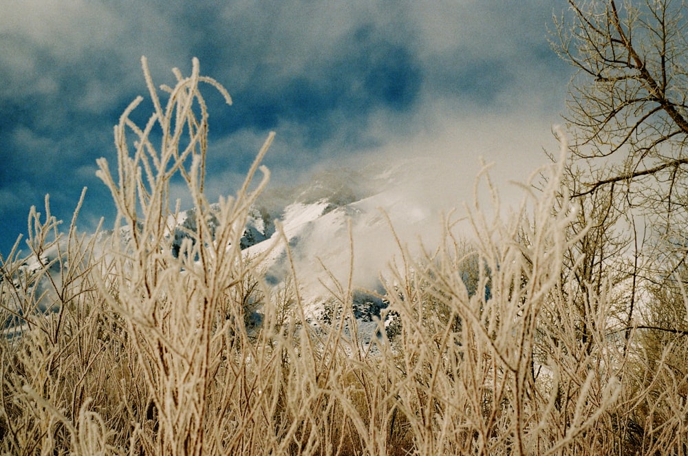 brown wheat field under blue sky