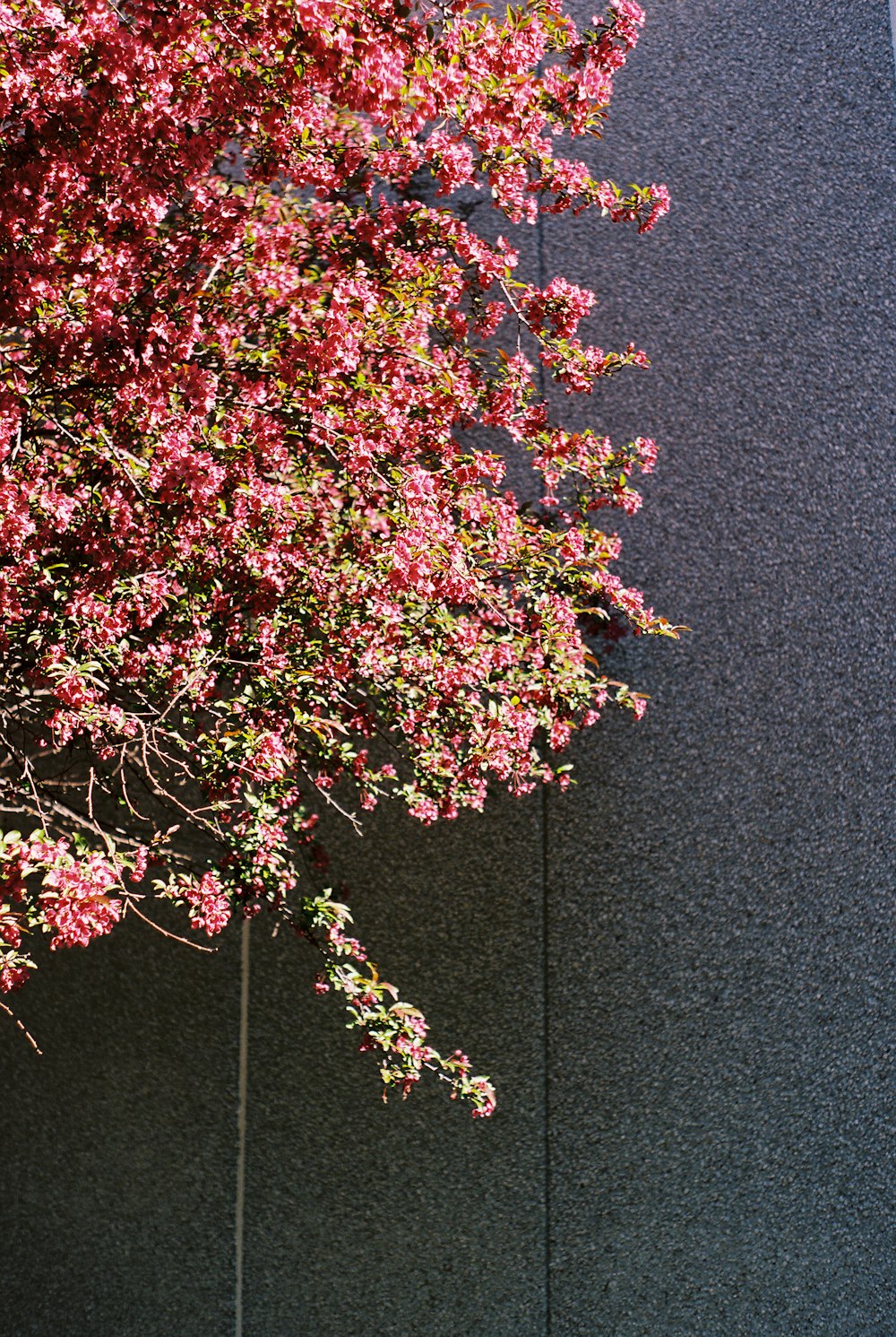 pink and green leaves on blue textile