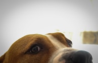 The image features the upper part of a dog's face with prominent brown and white fur and expressive eyes. The background is bright, almost washed out, drawing focus to the dog's attentive gaze.
