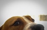 The image features the upper part of a dog's face with prominent brown and white fur and expressive eyes. The background is bright, almost washed out, drawing focus to the dog's attentive gaze.