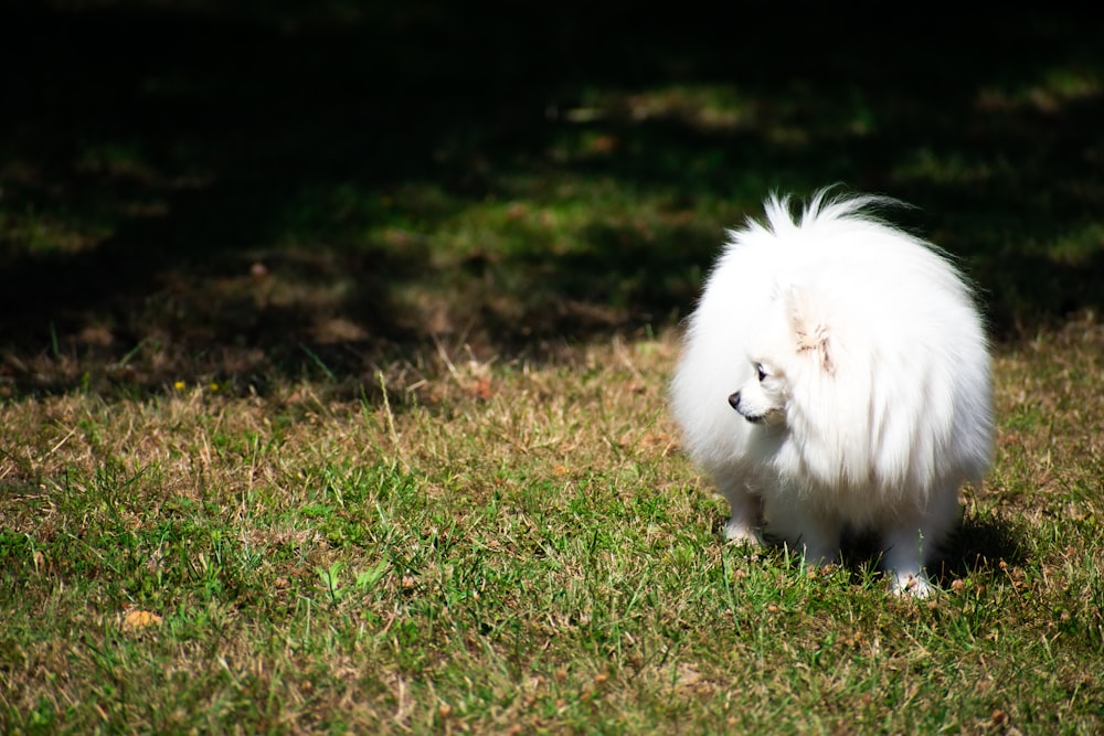 white long coated small sized dog on green grass field during daytime