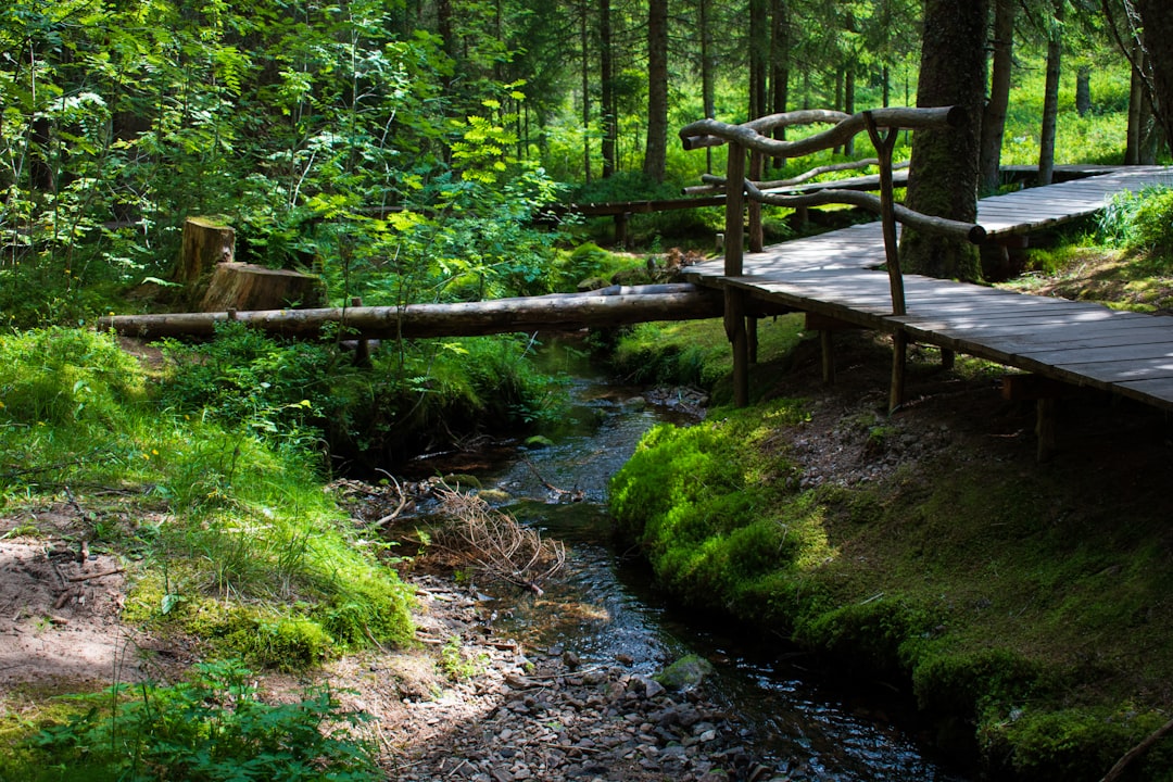 travelers stories about Forest in Black Forest, Germany