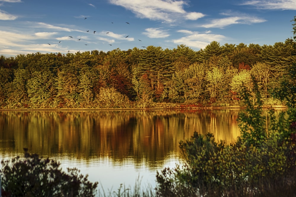 昼間は青空の下、湖畔の緑と茶色の木々が生い茂る
