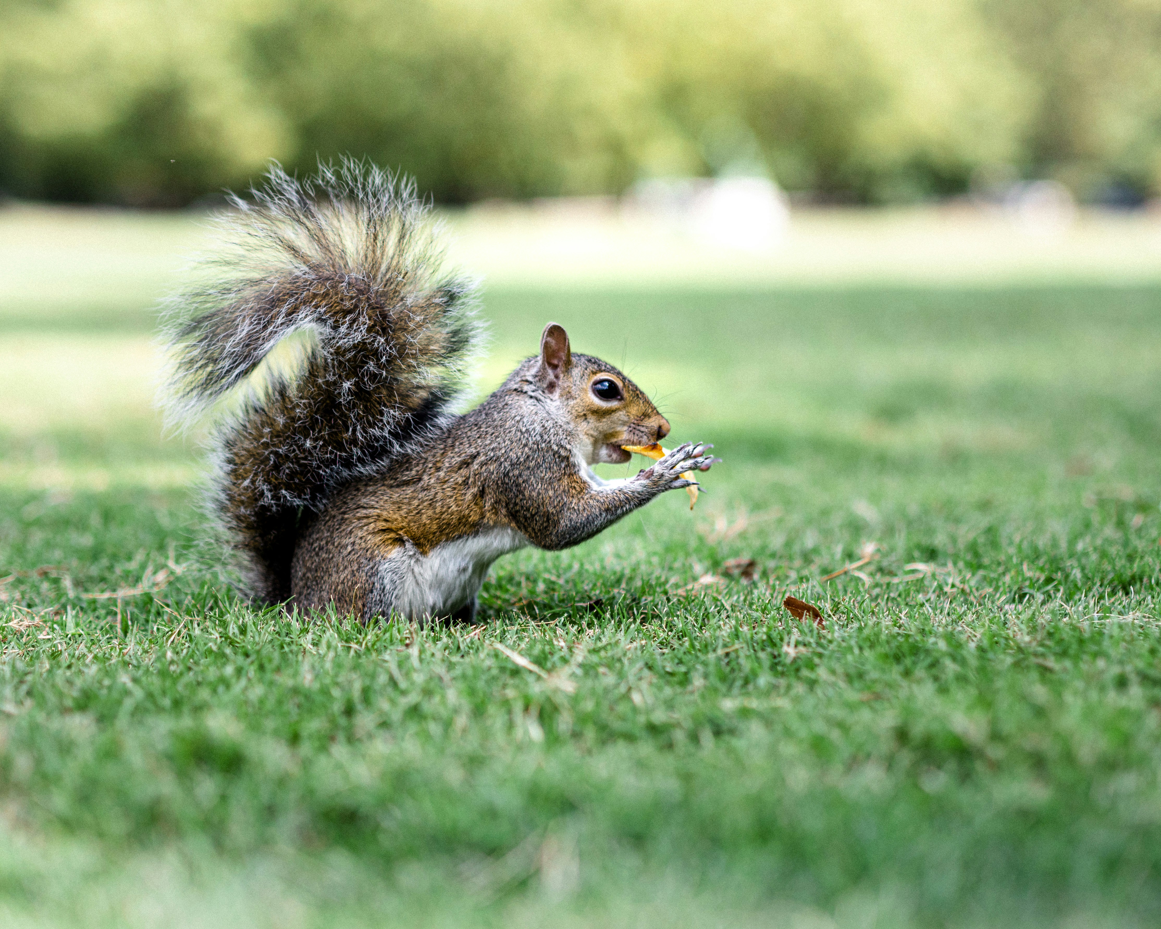 Photo by pedrotheartist