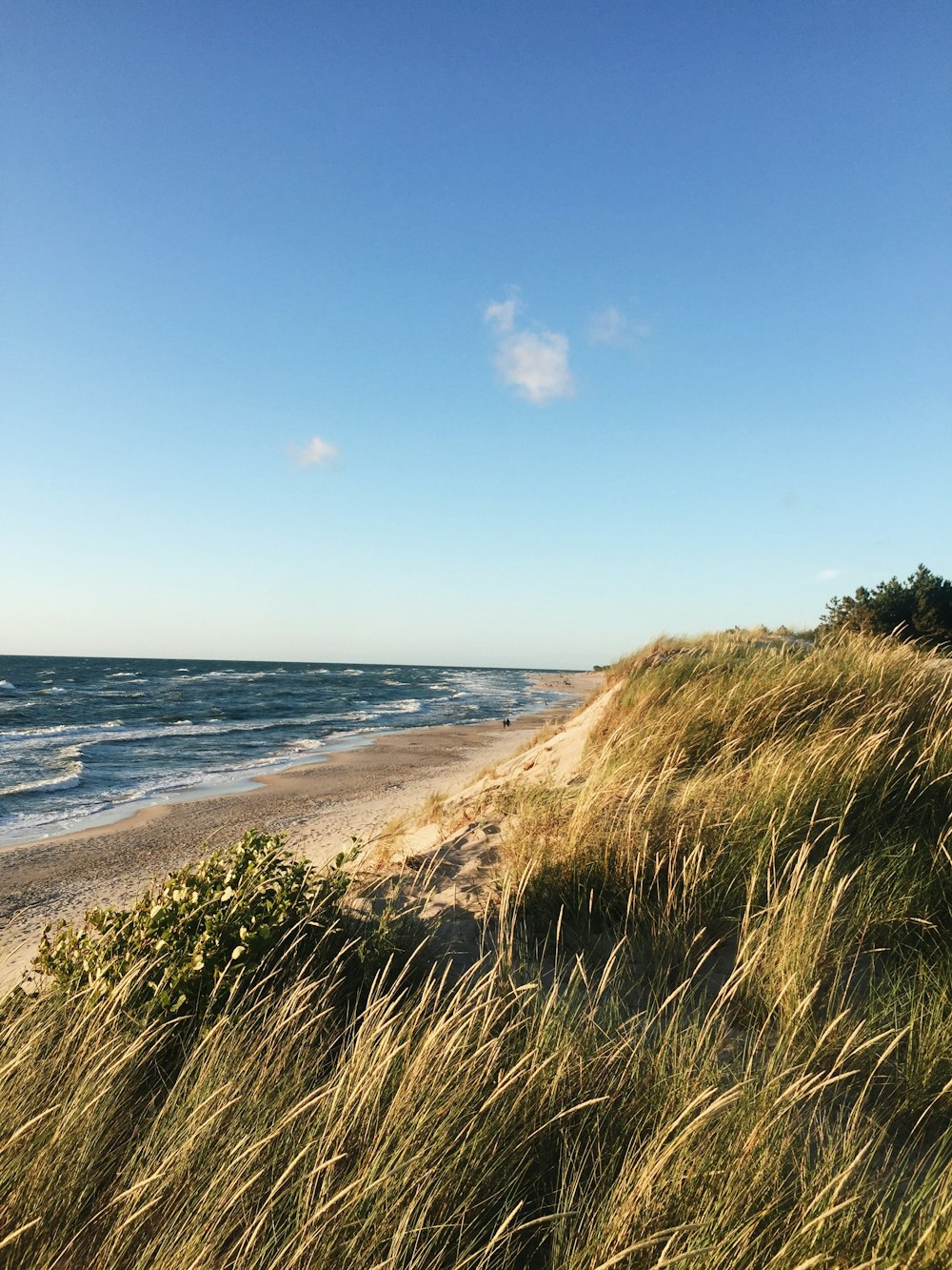 green grass near sea under blue sky during daytime