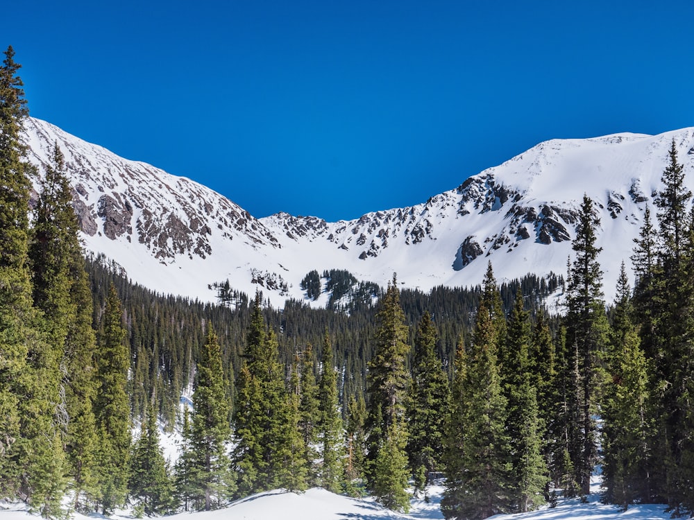 green pine trees on snow covered ground during daytime