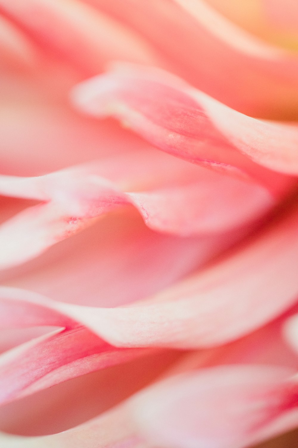 pink flower in macro shot