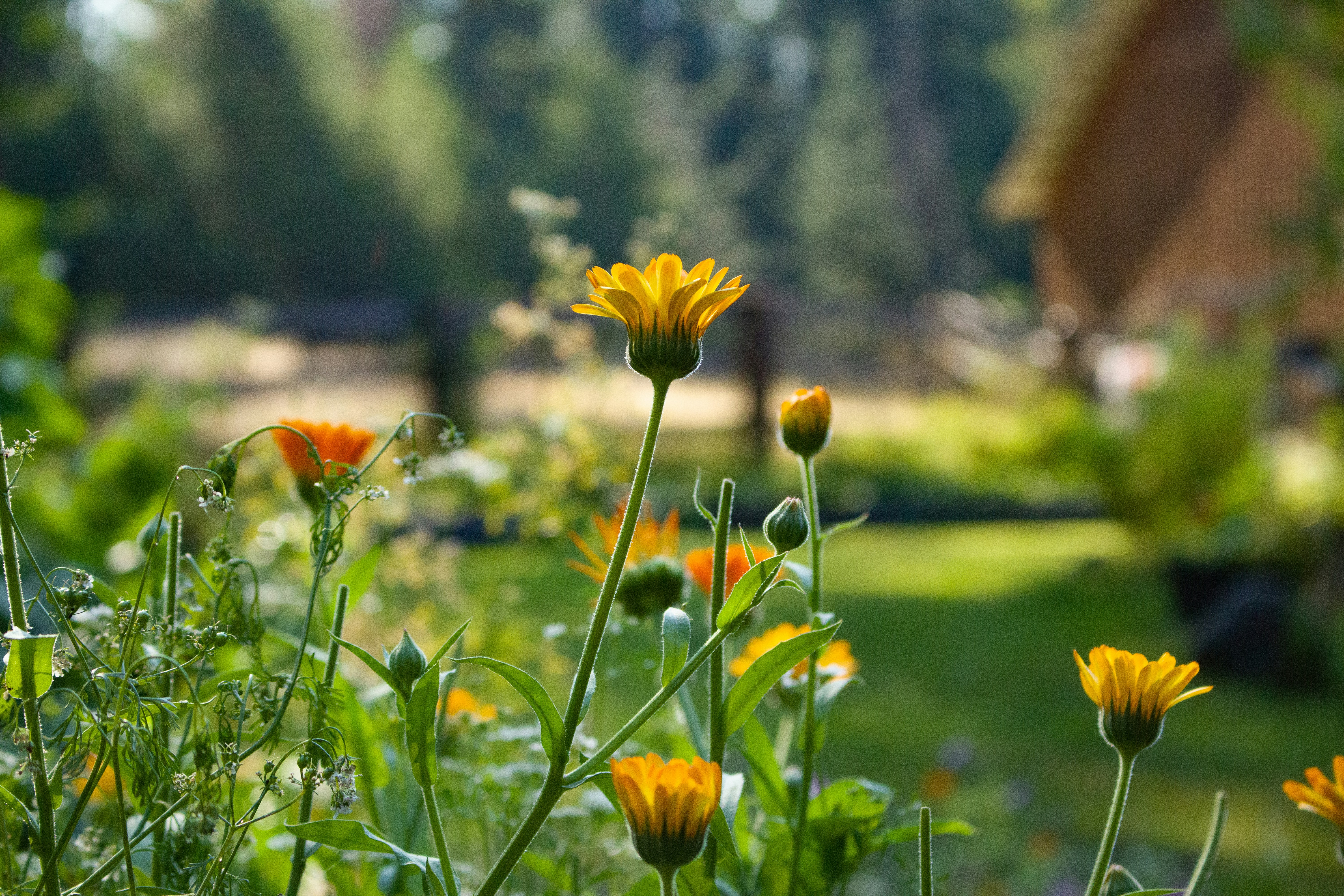 yellow flower on green grass field during daytime