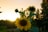 Sunflowers are in the foreground, their yellow petals prominently visible against a setting sun. The sky displays a warm golden hue, and silhouettes of trees are visible in the background, contributing to a serene atmosphere.
