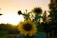 Sunflowers are in the foreground, their yellow petals prominently visible against a setting sun. The sky displays a warm golden hue, and silhouettes of trees are visible in the background, contributing to a serene atmosphere.