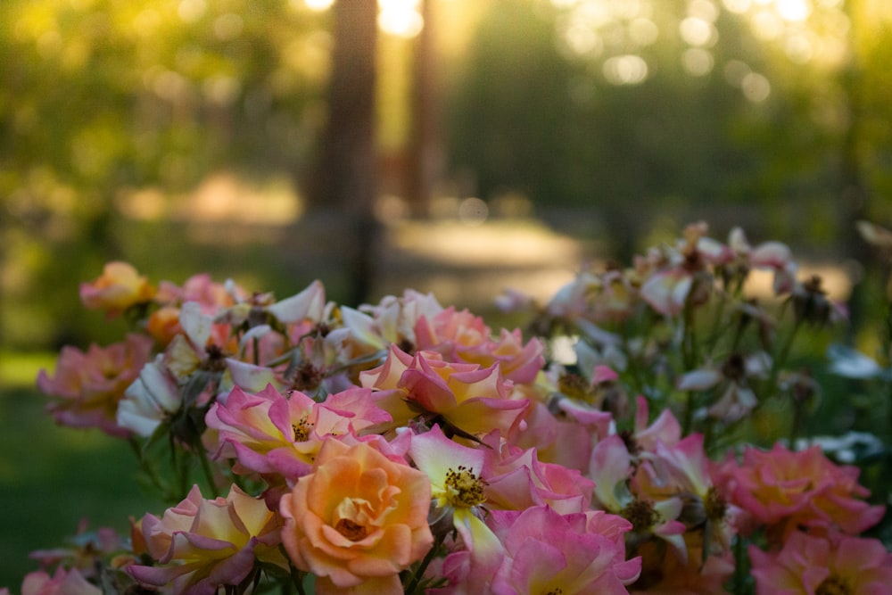 pink and yellow flowers on field during daytime