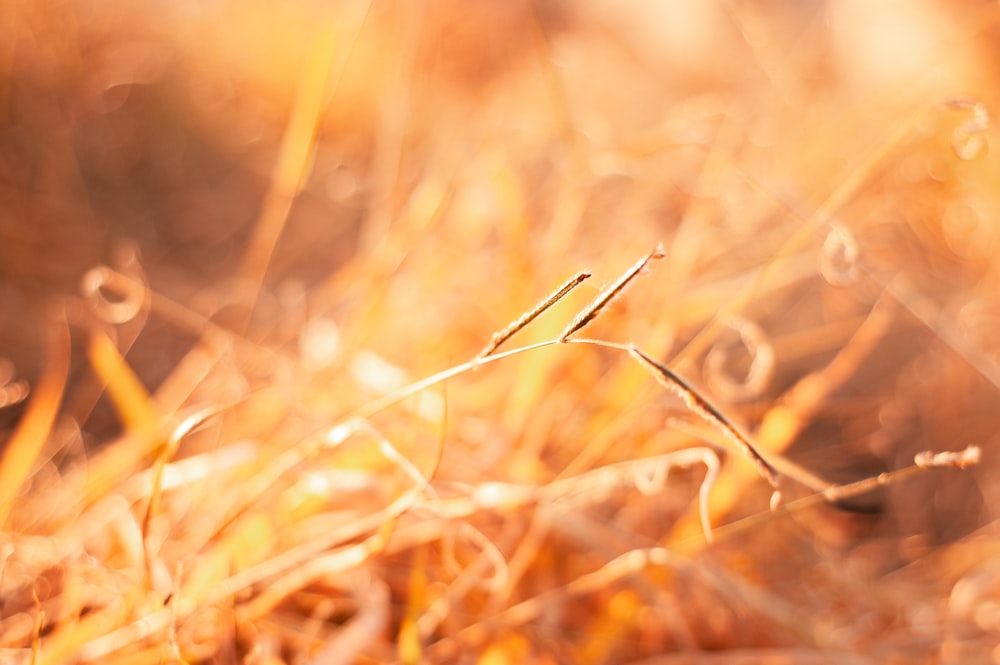 brown grass in tilt shift lens