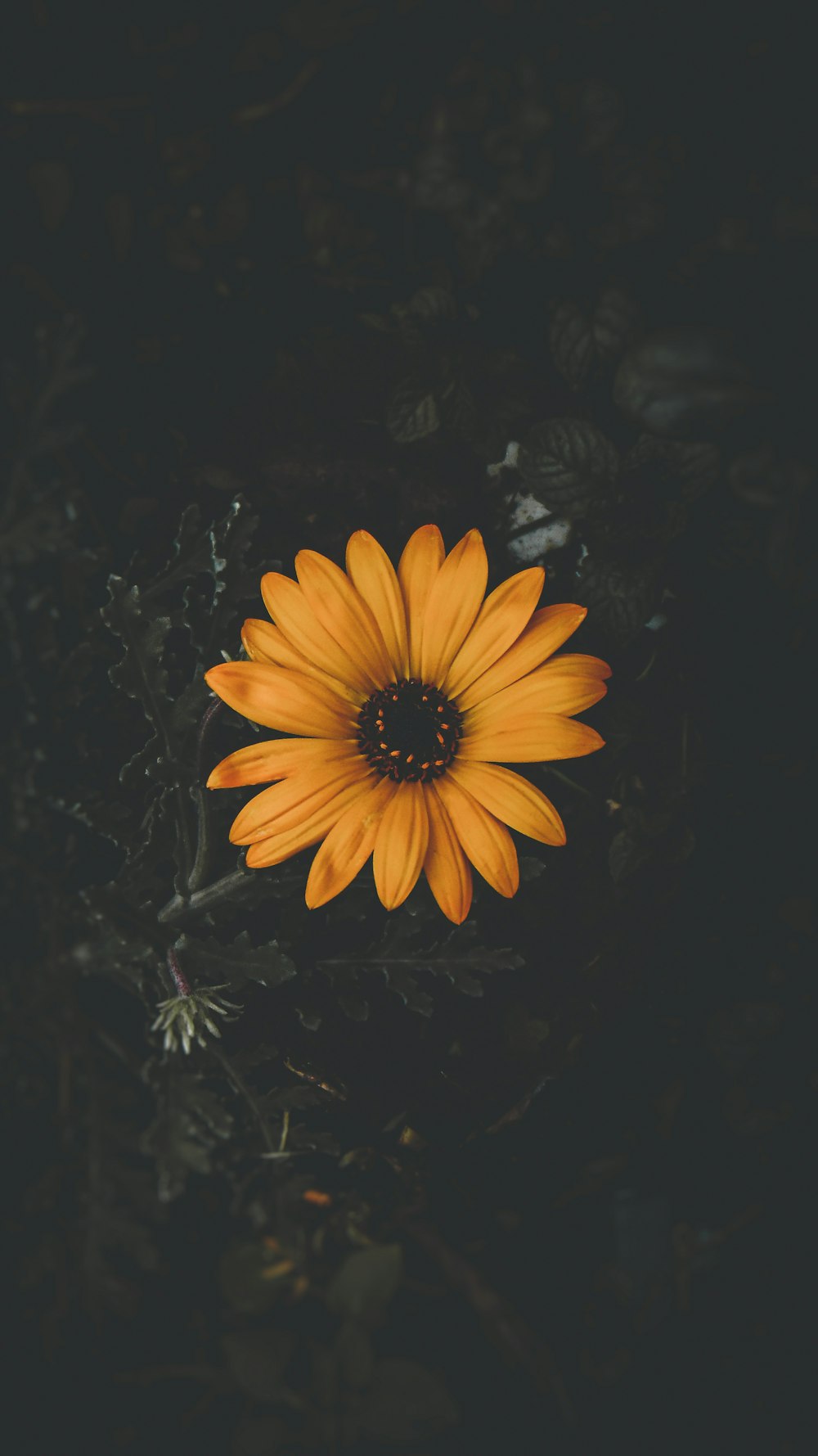 Yellow Black Pictures  Download Free Images on Unsplash