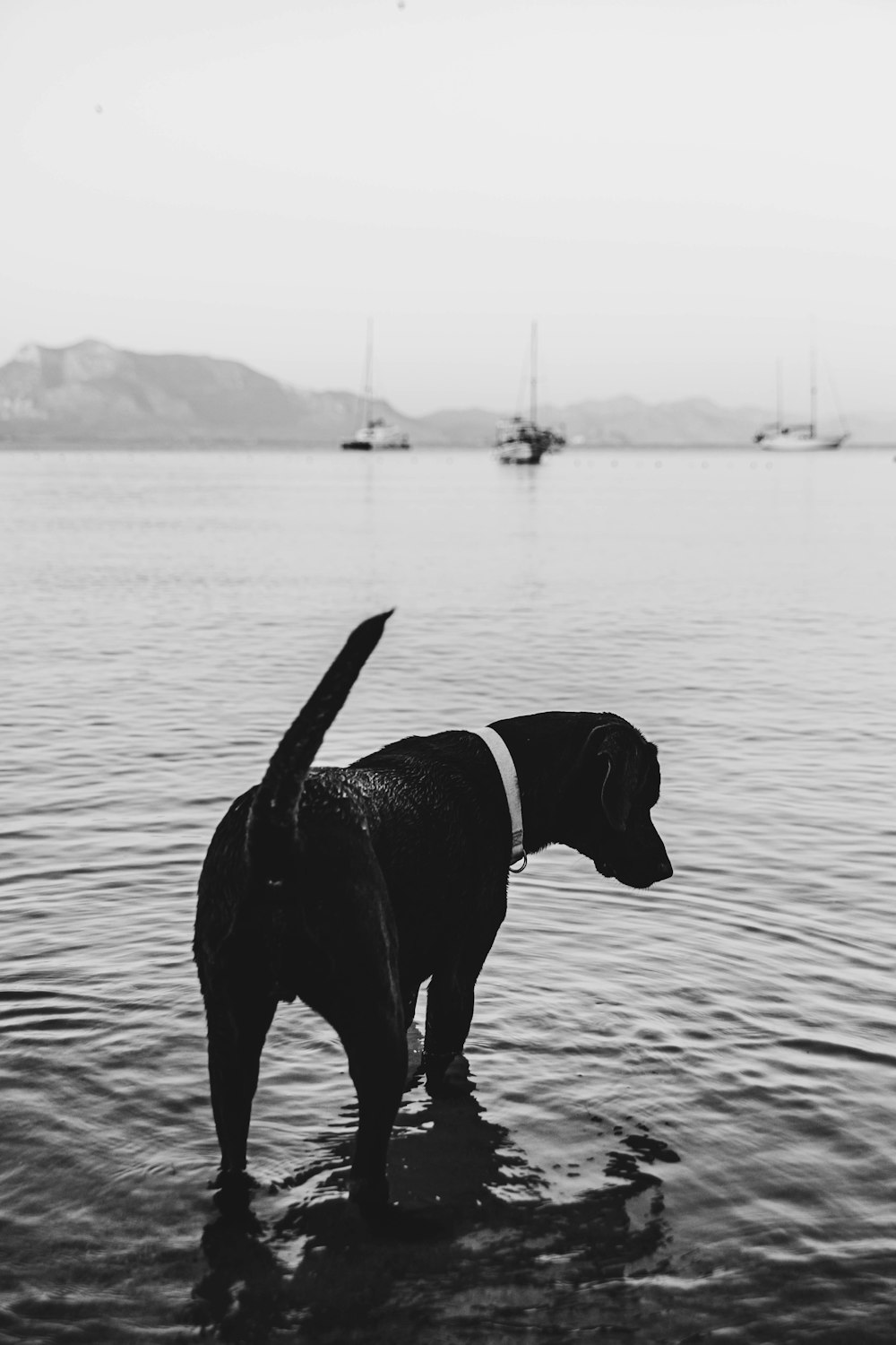 black labrador retriever on water