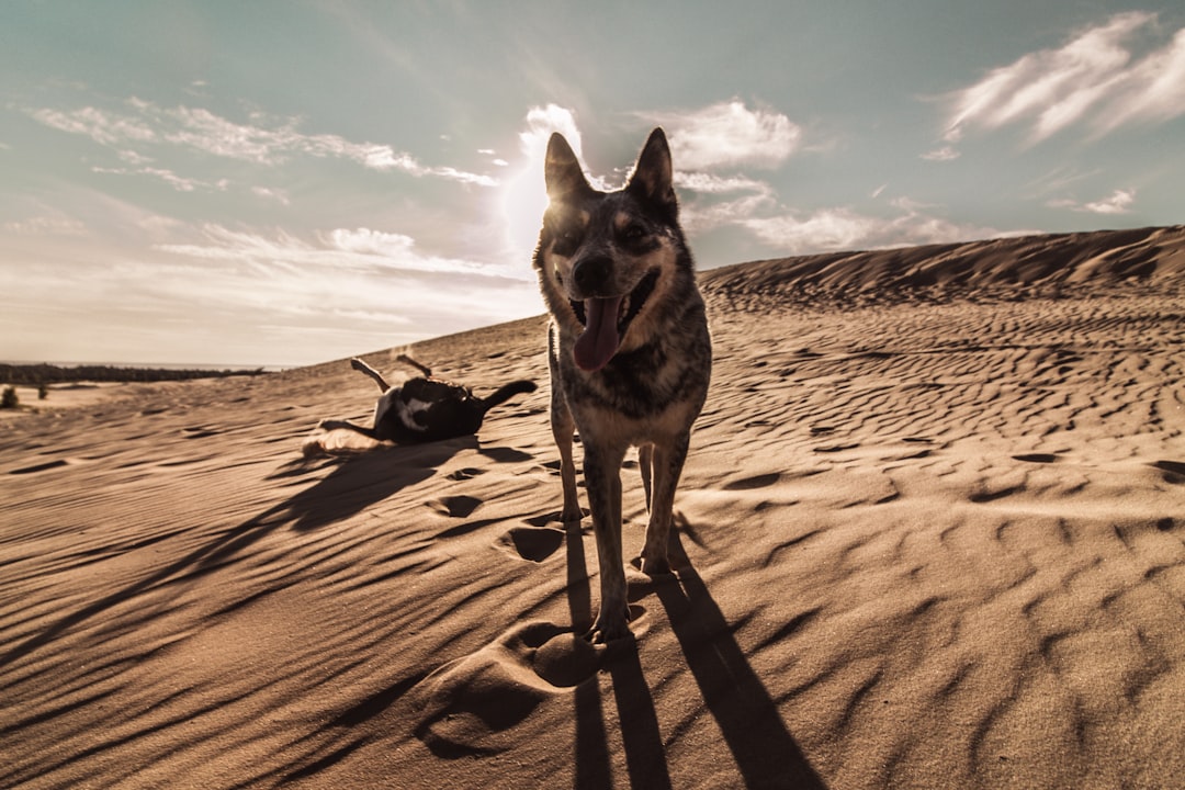 black and white siberian husky on brown sand under white clouds and blue sky during daytime