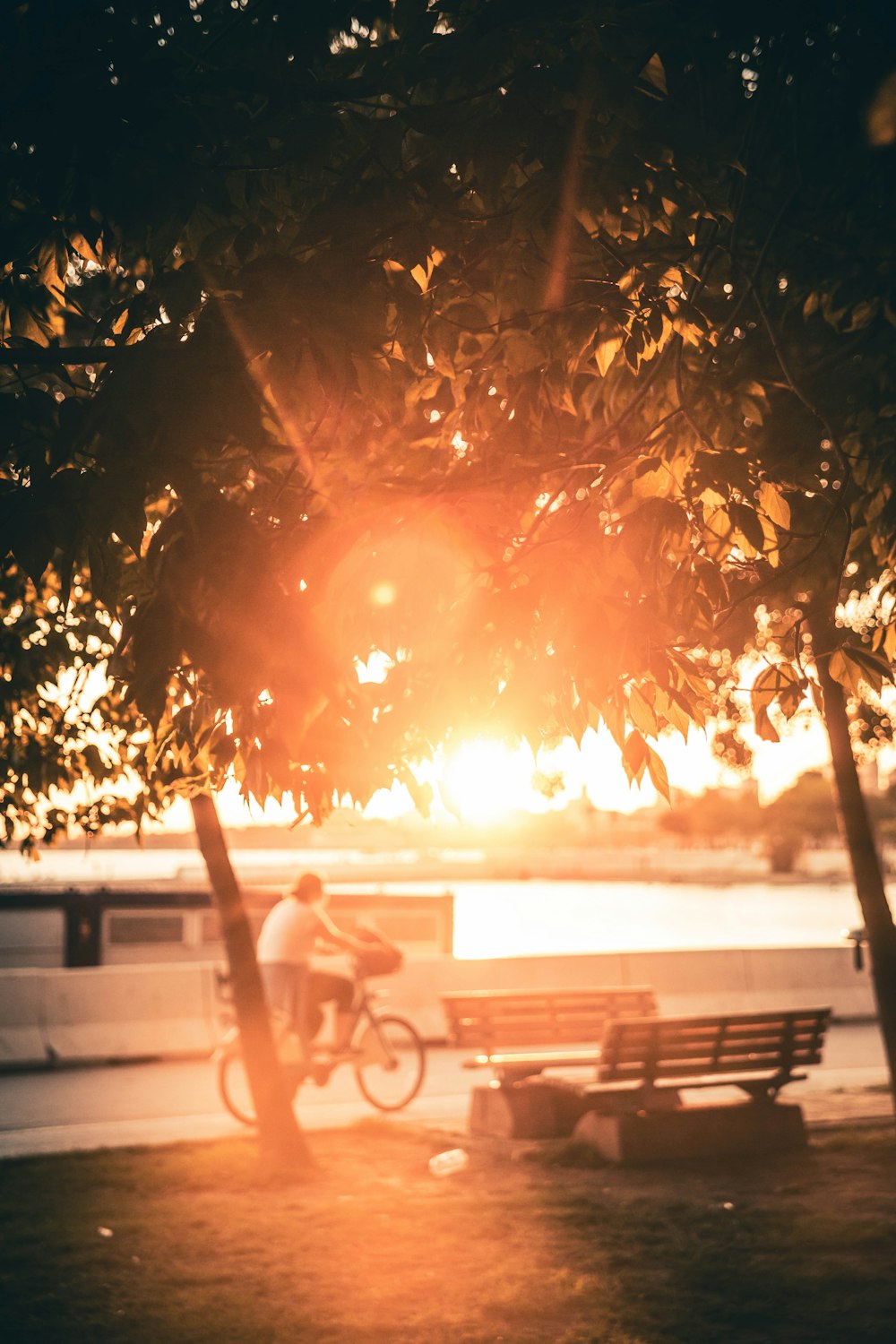 brown wooden bench near tree during sunset