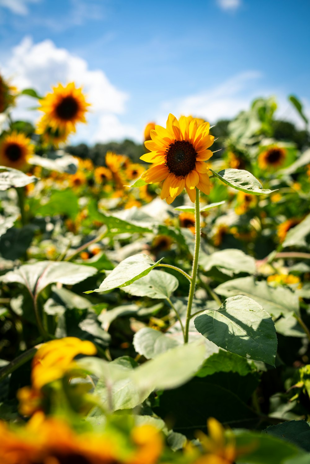 yellow sunflower field during daytime