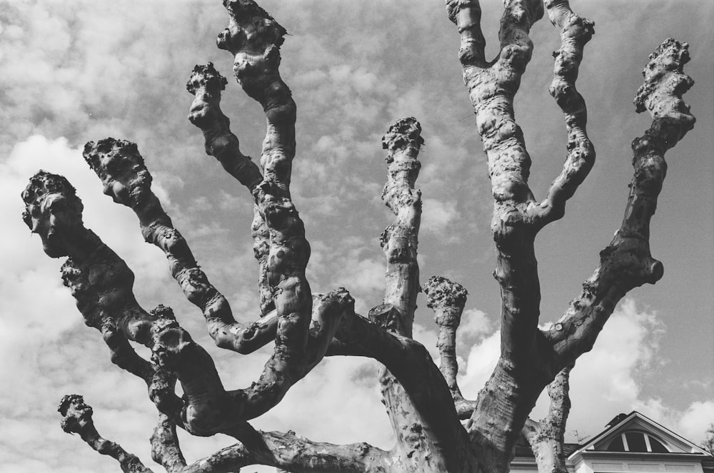 grayscale photo of tree branch
