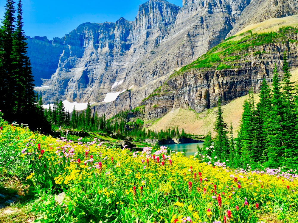 Champ d’herbe verte près du lac et de la montagne pendant la journée