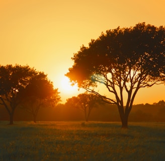 green tree on green grass field during sunset