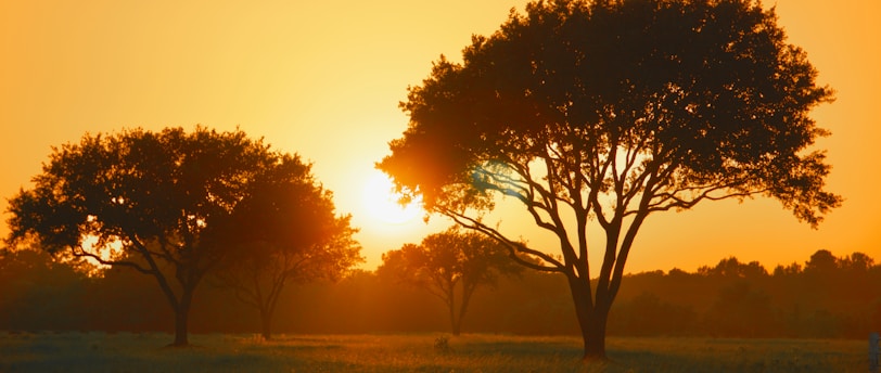 green tree on green grass field during sunset