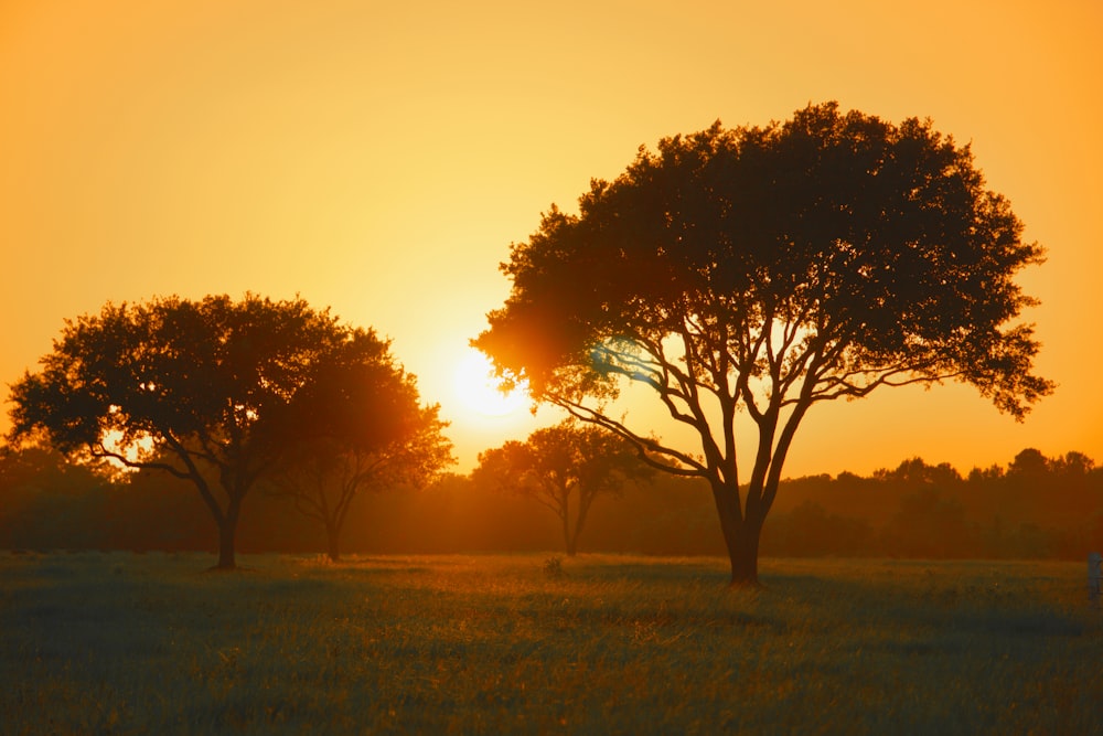 Arbre vert sur champ d’herbe verte au coucher du soleil